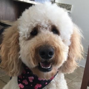 Meet your Posher, Lindsey